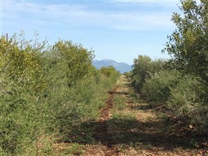 711 ha Farm in Roedtan