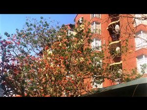 2 Bed Apartment in Die Wilgers