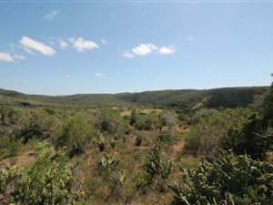 Game Farm in Port Alfred