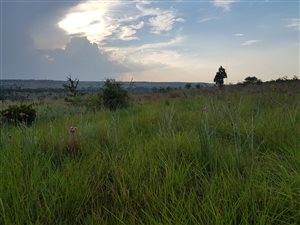 6.8 ha Farm in Donkerhoek