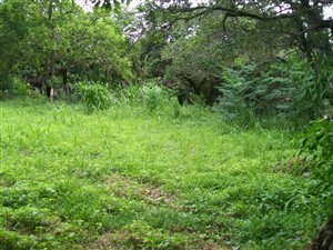 1583 m² Land available in Palm Beach