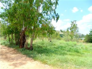 60 ha Land available in Pinehaven