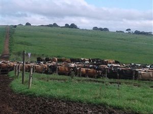 1172 ha Farm in Komga