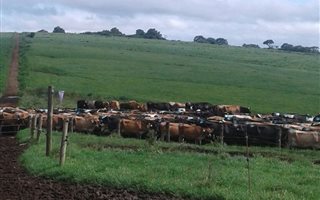 1172 ha Farm in Mthata