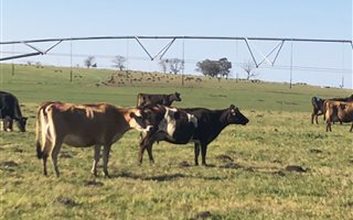 1172 ha Farm in Mthata