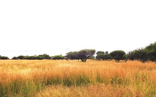 8.5 ha Land available in Pienaarspoort