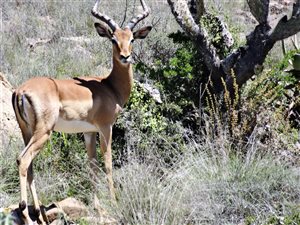 1716 ha Farm in Graaff Reinet