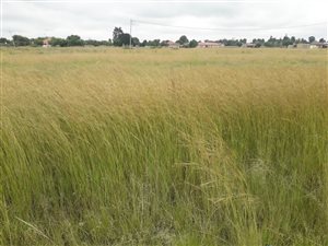 623 m² Land available in Jameson Park