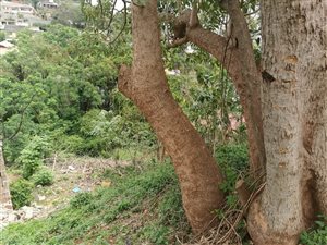 1051 m² Land available in Park Hill