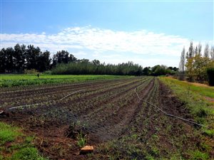9.8 ha Farm in Pretoria North