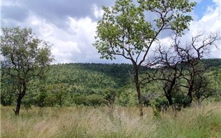 2500 m² Land available in Zwartkloof Private Game Reserve