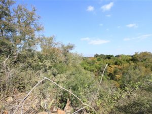 115 ha Farm in Hoedspruit