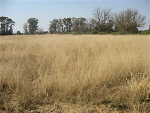 1.2 ha Land available in Martindale