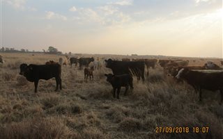 566 ha Farm in Lichtenburg