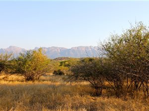 33 ha Farm in Hoedspruit