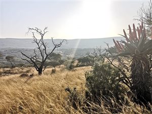 31 ha Land available in Hilton