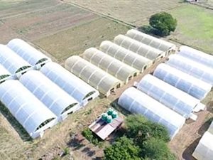 11.1 ha Farm in Grootvlei