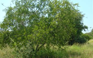 3329 m² Land available in Blyde Wildlife Estate