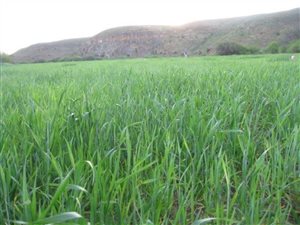 2272 ha Farm in Calvinia