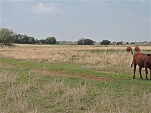 376 ha Farm in Brandfort