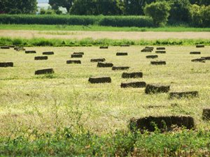 42 ha Farm in Ventersdorp