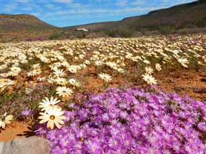 5340 ha Farm in Clanwilliam
