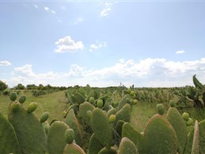 50 ha Farm in Vredefort