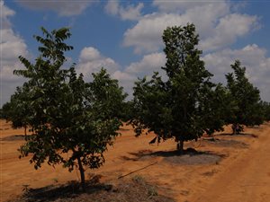 943 ha Farm in Vryburg