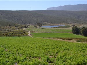 135 ha Farm in Barrydale