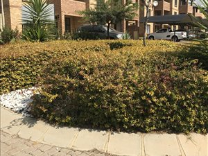 2 Bed Apartment in Del Judor