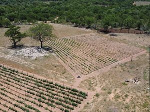 42.8 ha Farm in Tzaneen