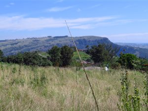 1103 m² Land available in Nagina
