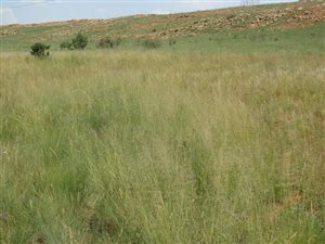 8 ha Land available in Donkerhoek