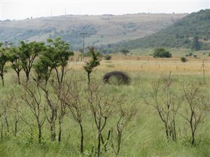 8 ha Farm in Donkerhoek