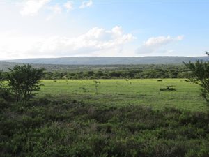 5 ha Land available in Riebeeck East