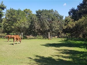 4 Bed House in Leeuwfontein