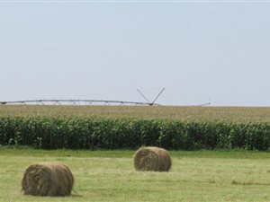 2483 ha Farm in Koster