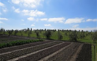 4 ha Farm in Grabouw