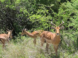 1075 m² Land available in Pebble Rock