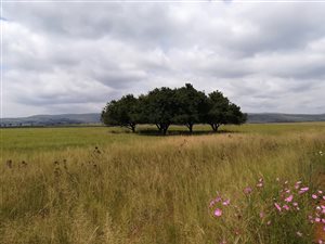 185.2 ha Farm in Dullstroom