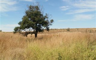 1.4 ha Land available in Middelburg South