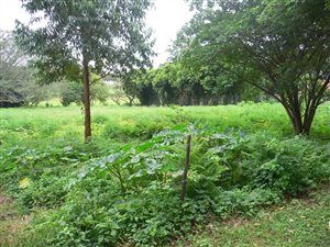 1448 m² Land available in Sezela