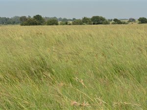 520 ha Farm in Boskop