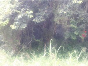 86501 ha Land available in Umtentweni