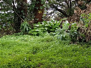 1503 m² Land available in Warner Beach