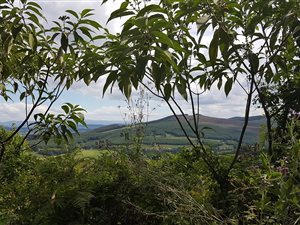 25 ha Land available in Currys Post