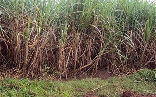 145 ha Farm in Port Shepstone