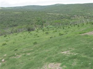 226 ha Farm in Kei Road