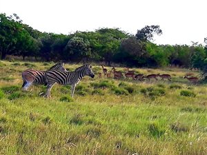 40 ha Farm in Hluhluwe