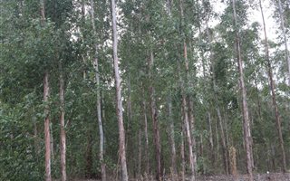 54.1 ha Farm in Greytown